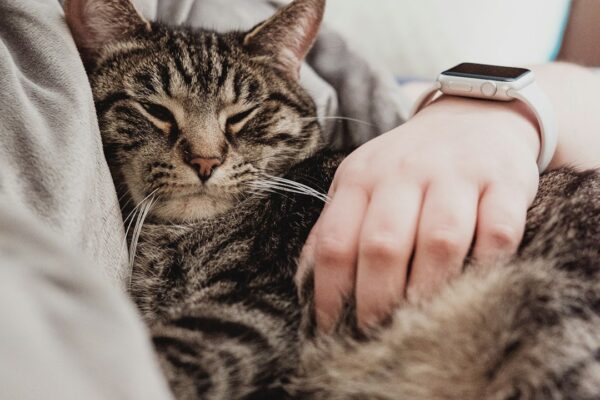 Denamarin for Cats: Benefits and Usage Explained