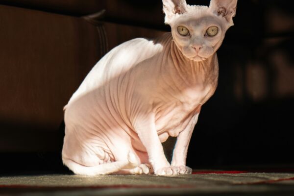 devon rex cat