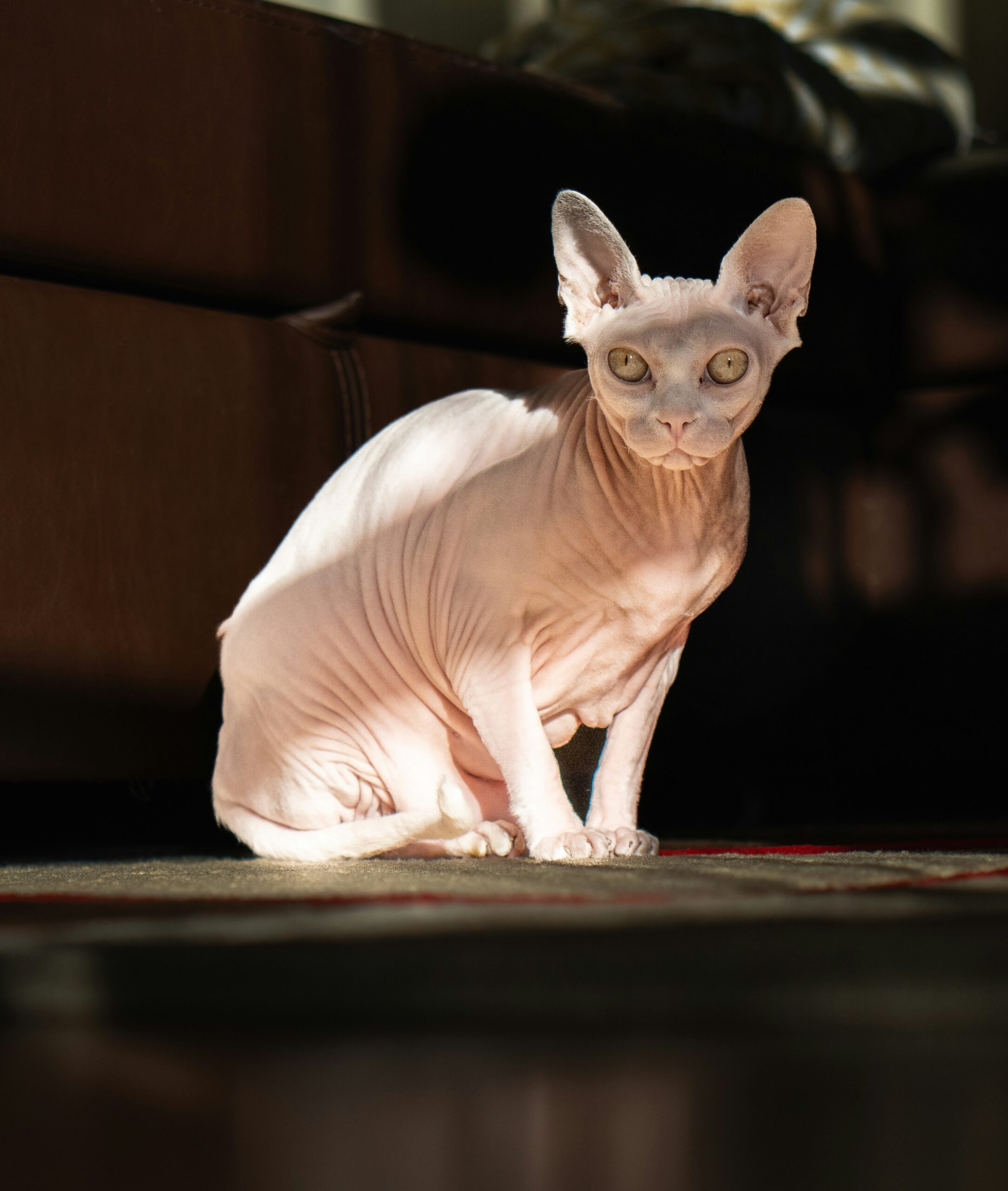 devon rex cat