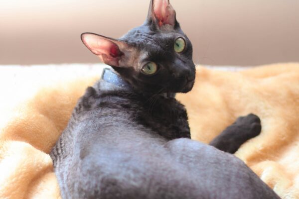 devon rex cat