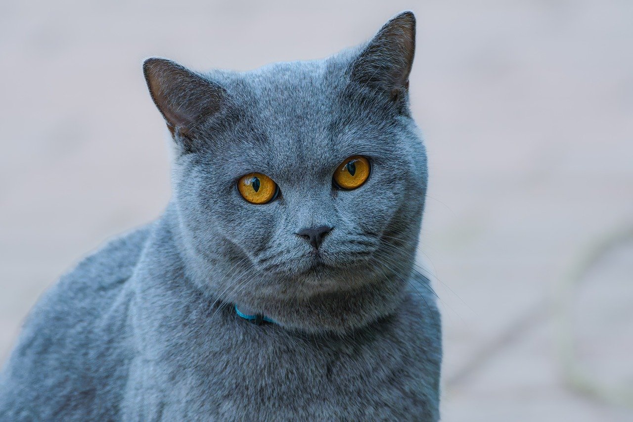 Devon Rex cat