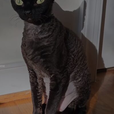 Devon Rex Cat: Characteristics of This Breed with Short Fur and Charming Appearance