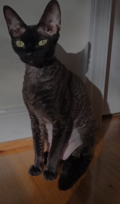 Devon Rex Cat: Characteristics of This Breed with Short Fur and Charming Appearance