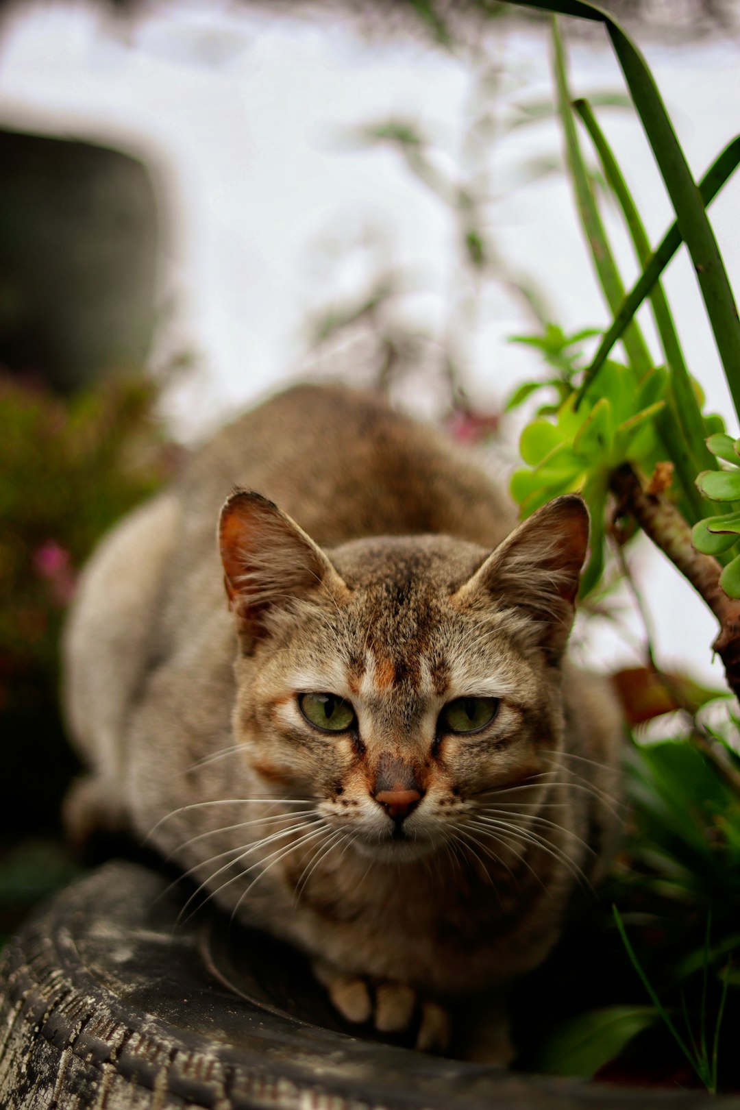 dilute tortie cat