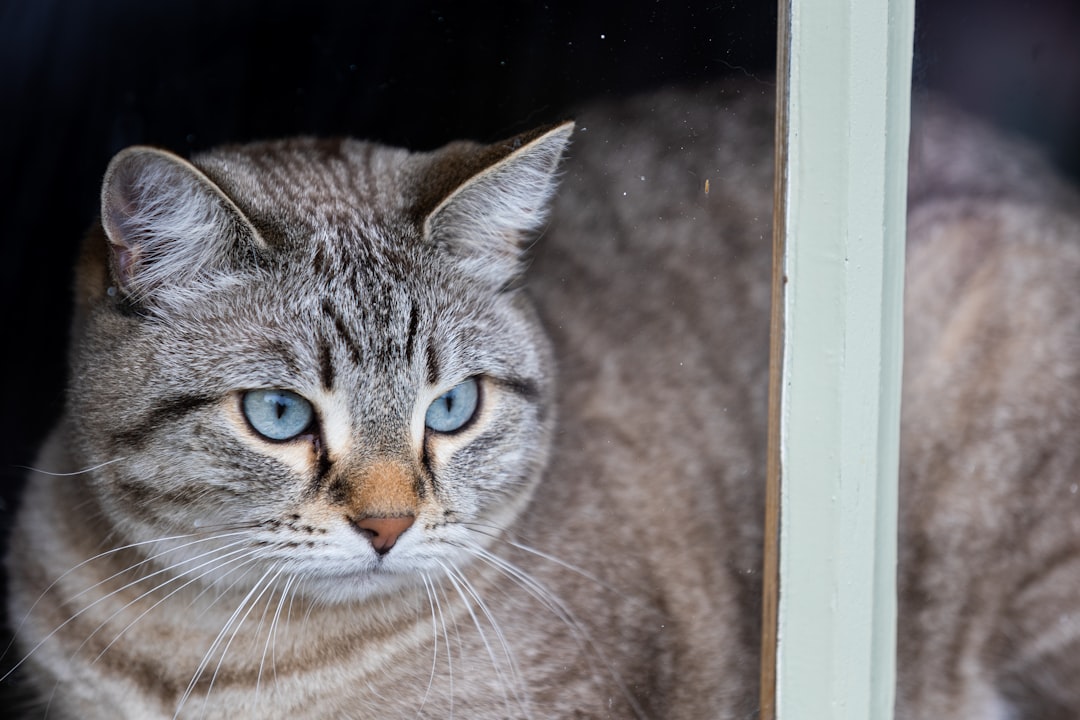 dilute tortie cat