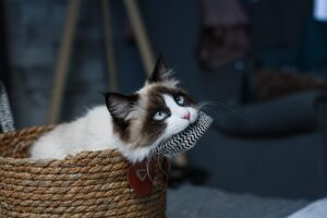 Dilute Tortoiseshell Cat: Stunning Color Patterns and Personalities