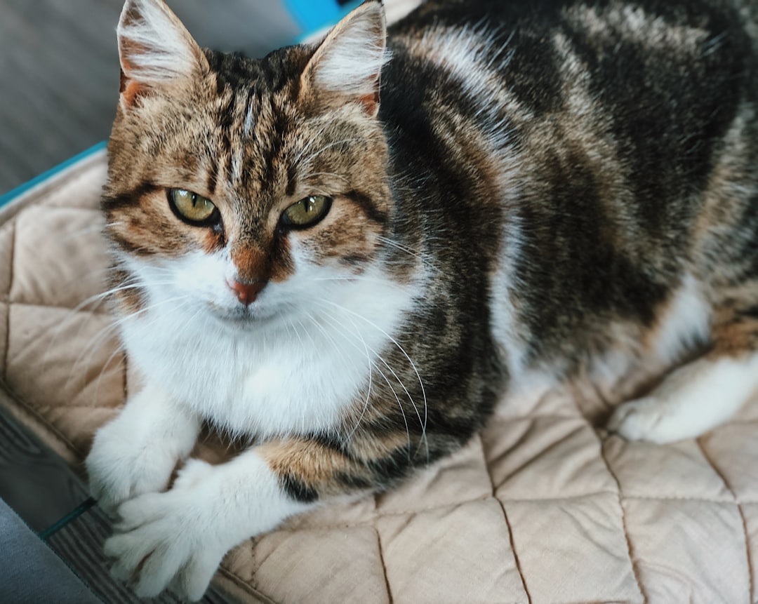 domestic longhair cat