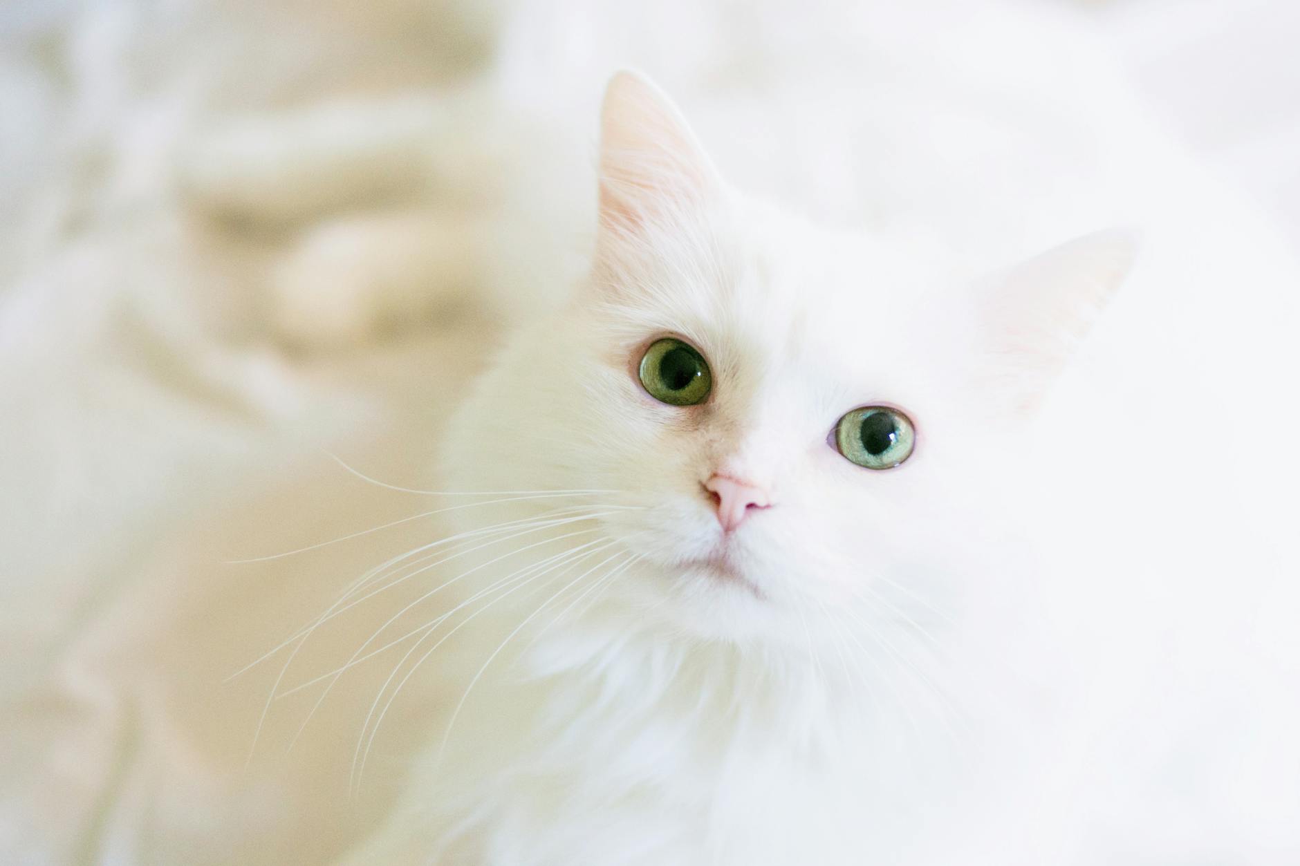 Doxycycline for Cats: When Is It Used and How Does It Work?