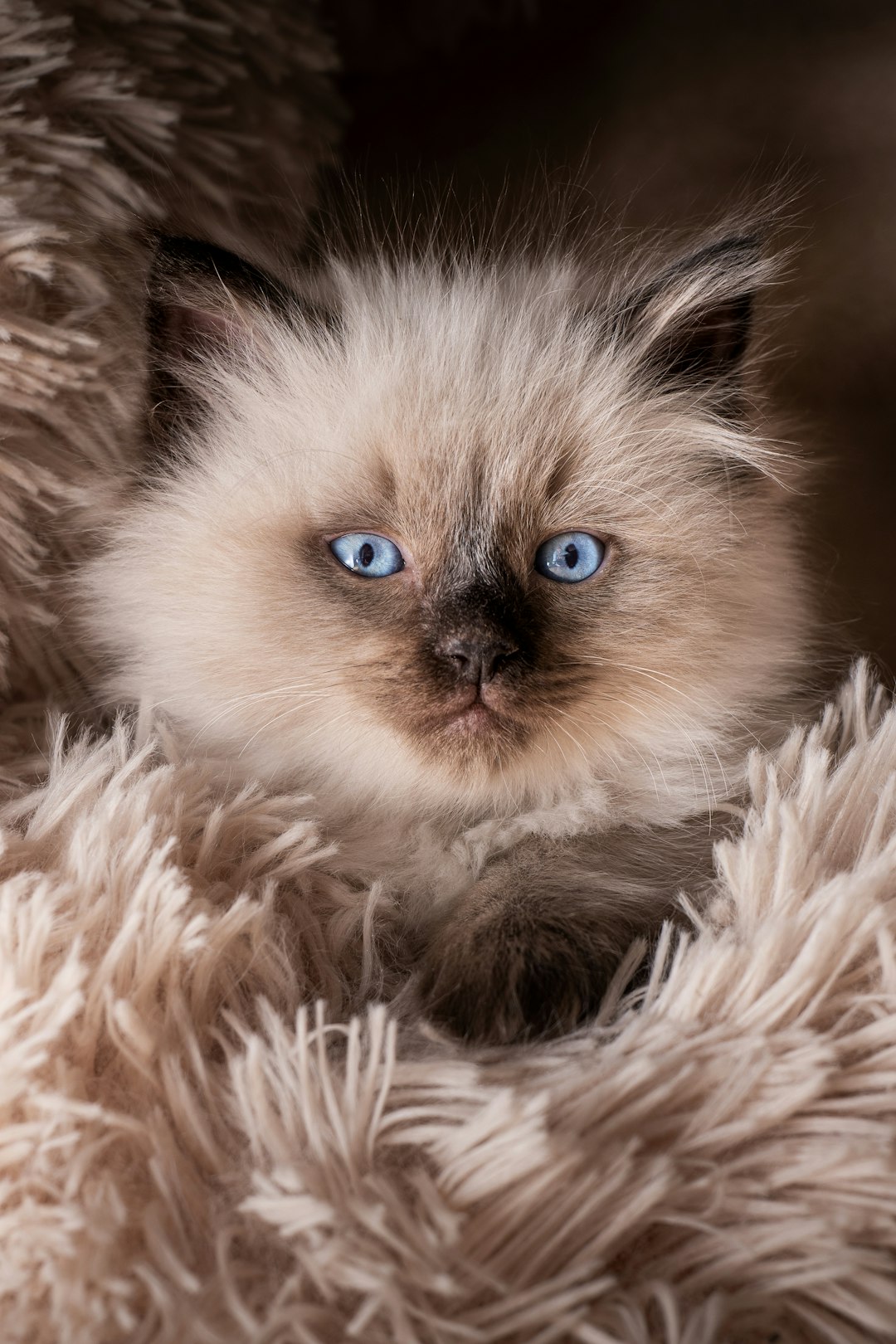 lynx point siamese