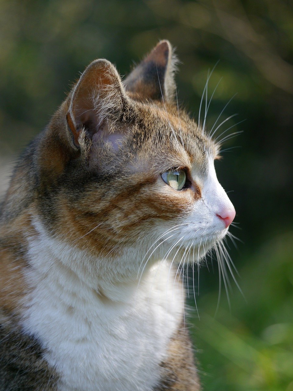 Feral cat shelter