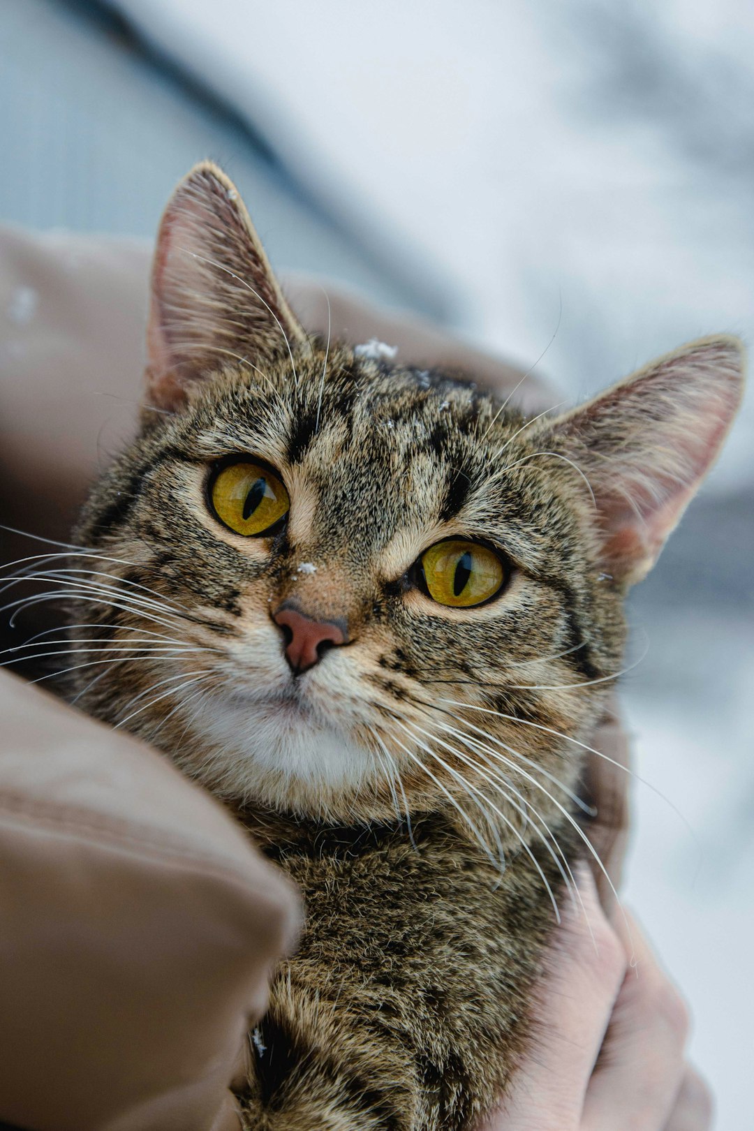 cat shelters near me