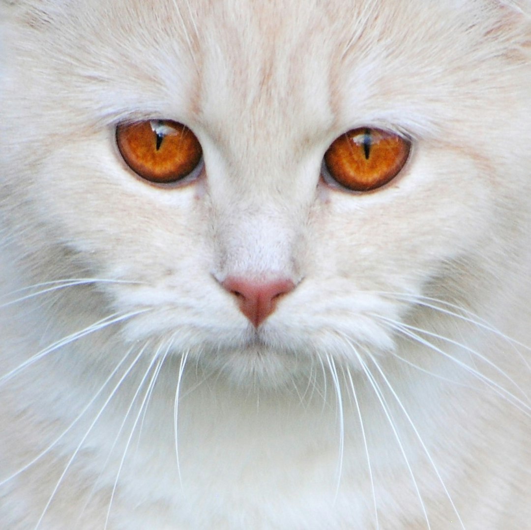 Flame Point Siamese