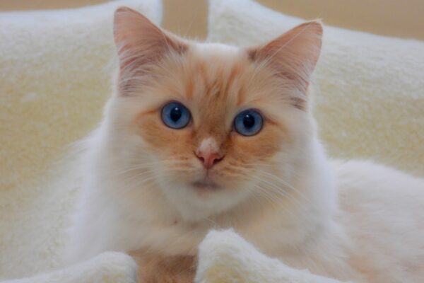 Flame Point Siamese: Characteristics and Care Tips