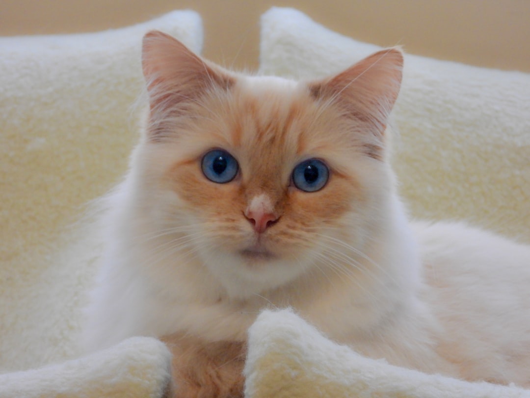 Flame Point Siamese: Characteristics and Care Tips