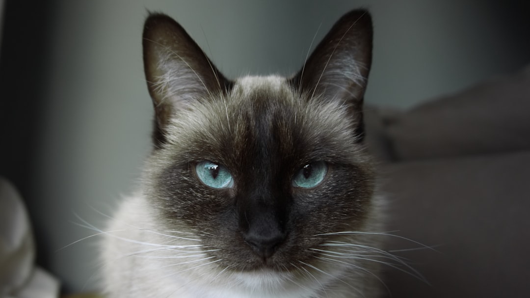 Flame Point Siamese: Characteristics and Personality Overview