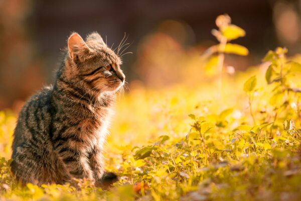 FVRC-P Vaccine for Cats: Importance and Schedule