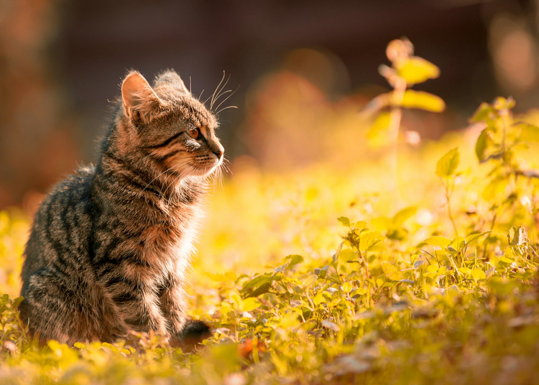 FVRC-P Vaccine for Cats: Importance and Schedule