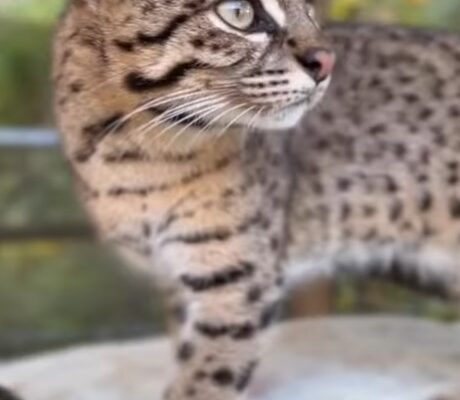 geoffroy's cat