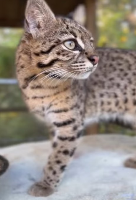 geoffroy's cat