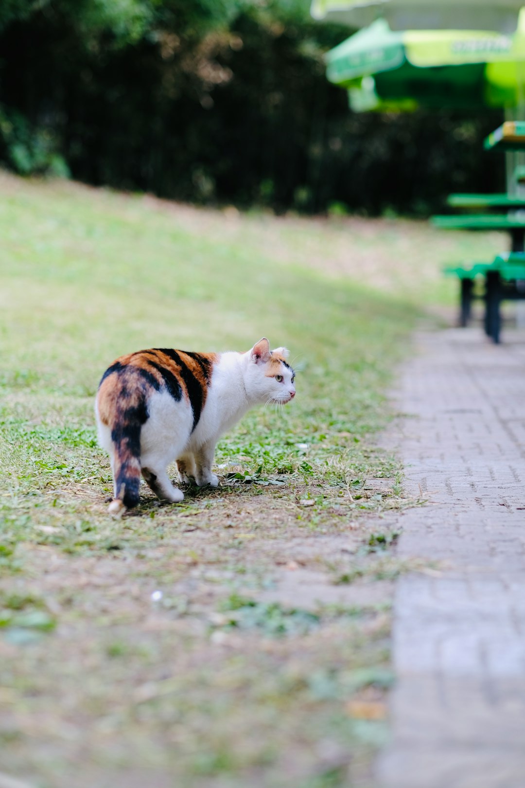 Grain free cat food