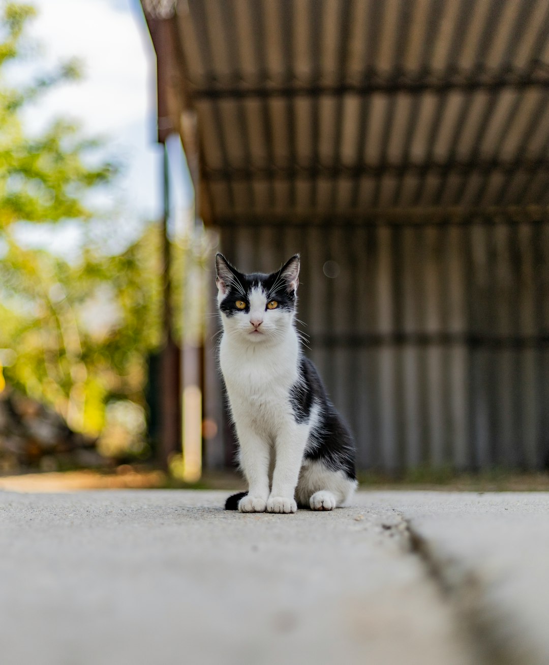 Grain free cat food