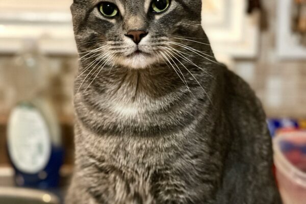 grey tabby cat