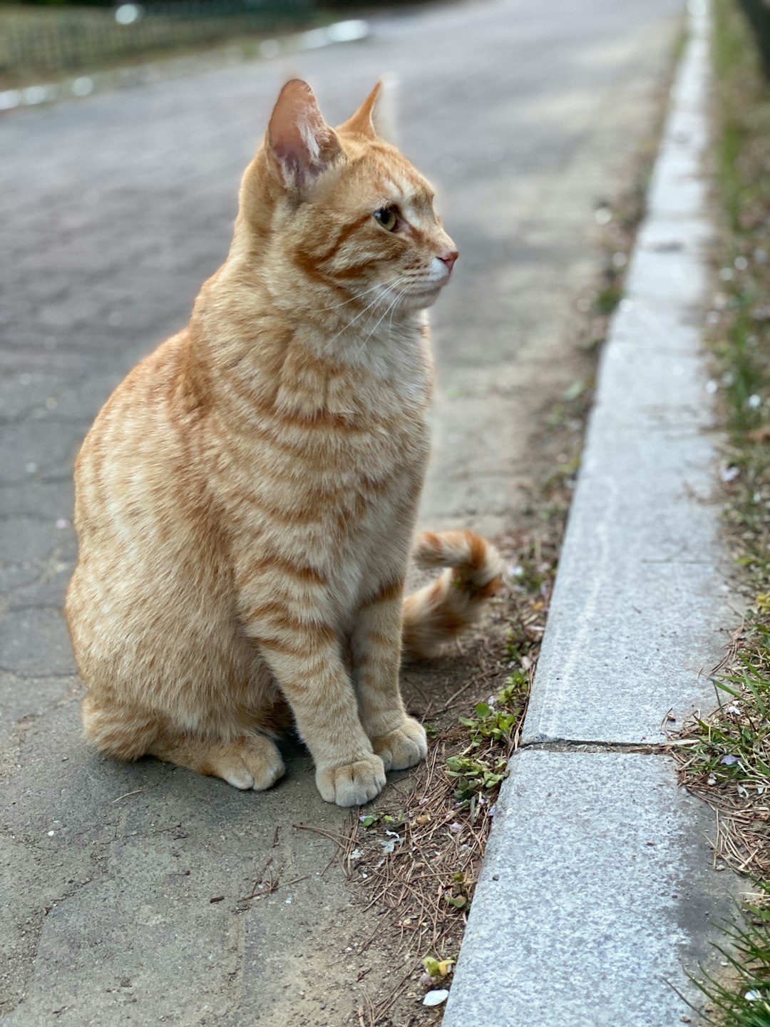 iams kitten food