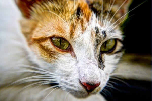 Identifying and Treating Cat Eye Infections: A Comprehensive Guide