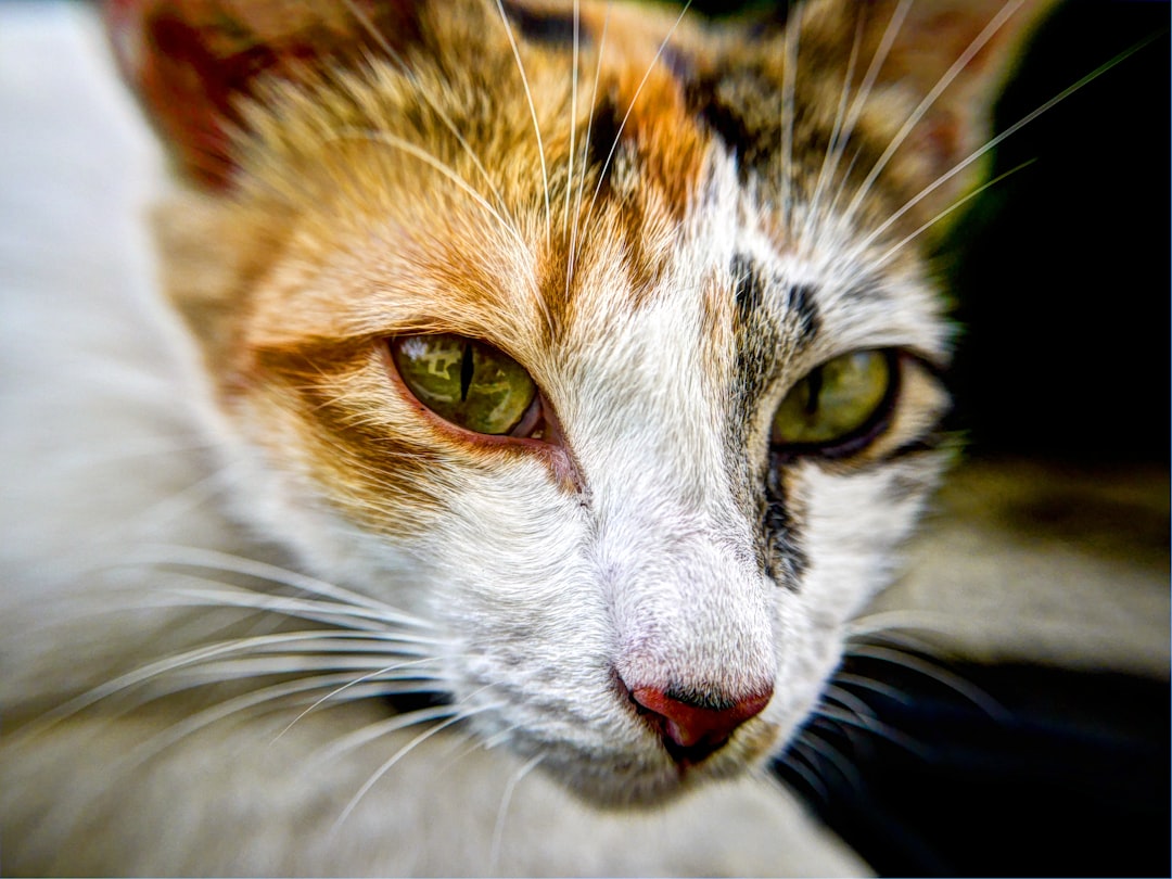 Identifying and Treating Cat Eye Infections: A Comprehensive Guide