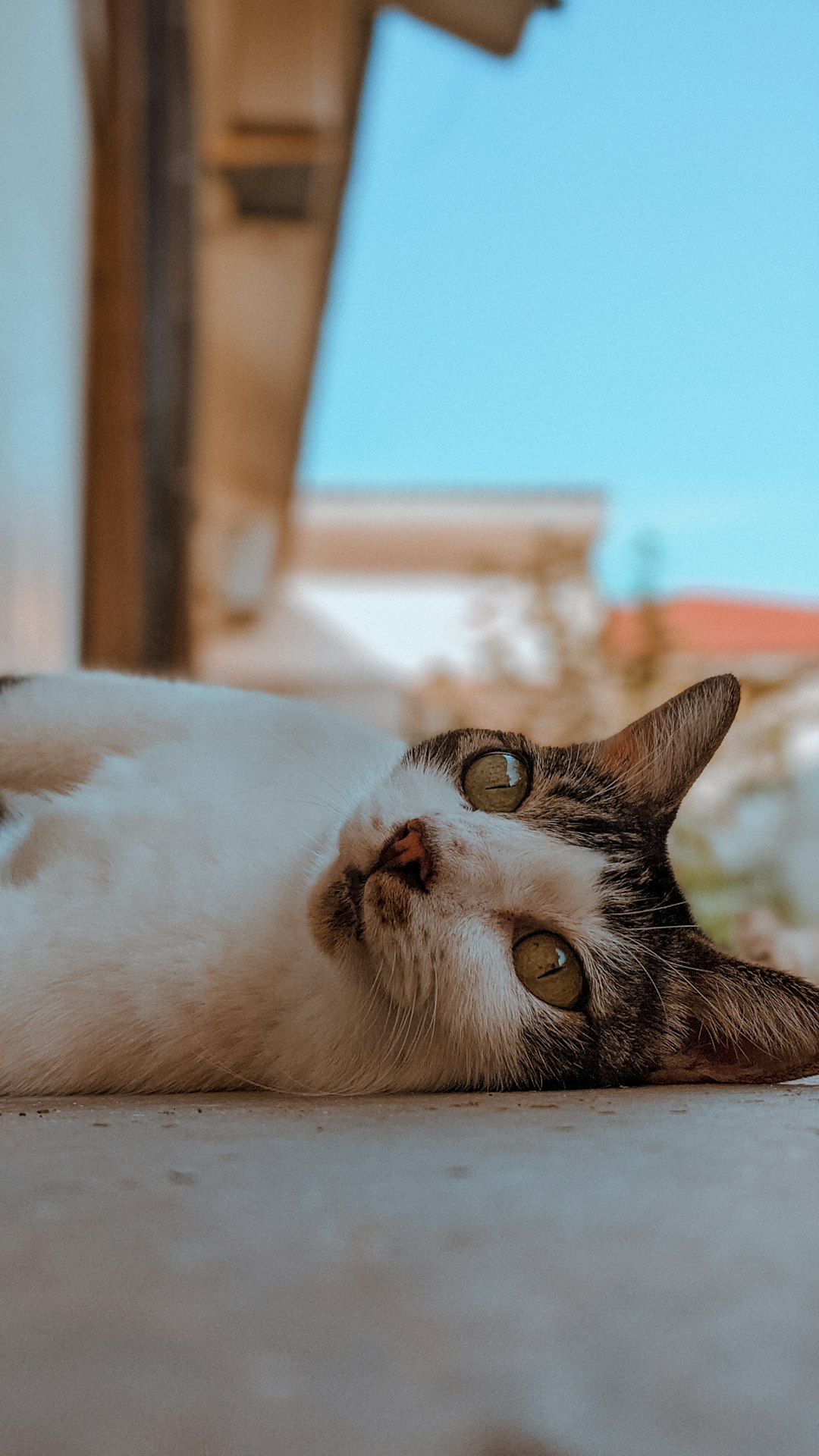 cat door for window