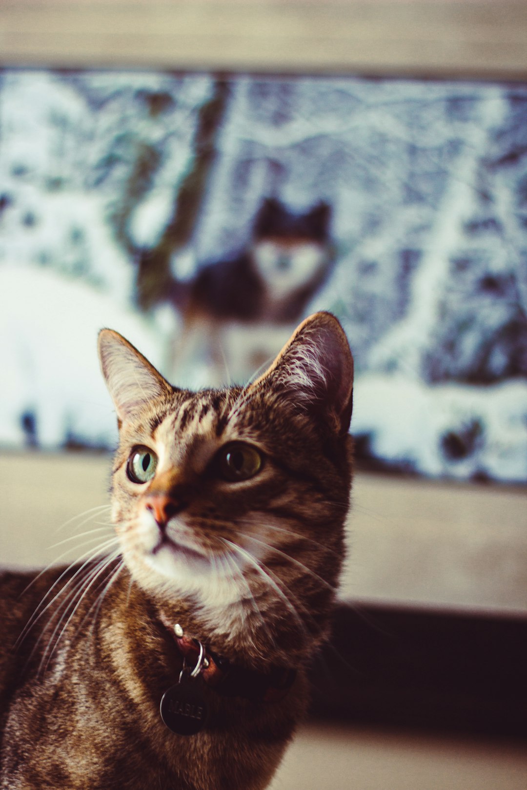 cat door for window