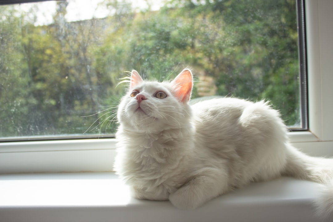 cat door for window