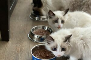 LaPerm Cat: The Curly-Coated Feline That's Captivating Cat Lovers