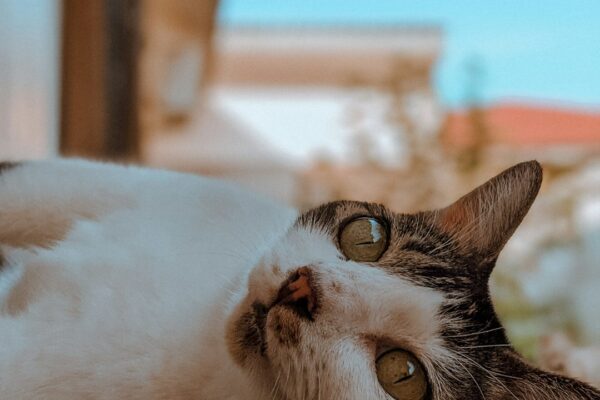 Lint Roller: A Must-Have Tool for Cat Owners