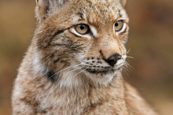 lynx cat