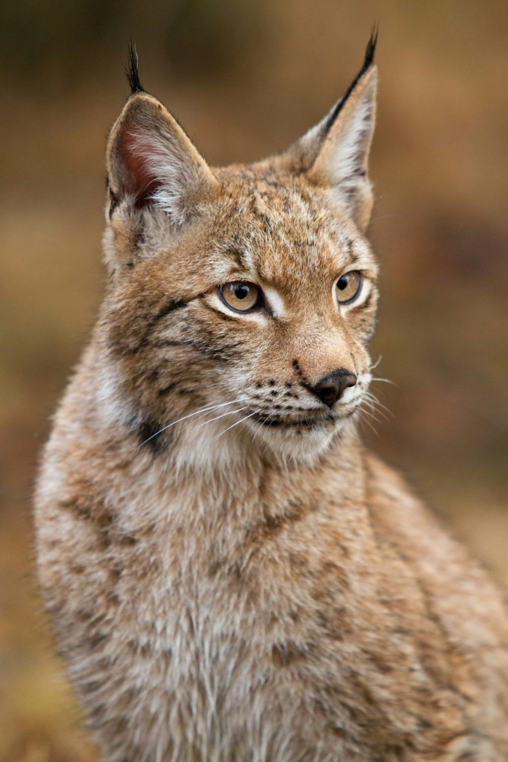 lynx cat