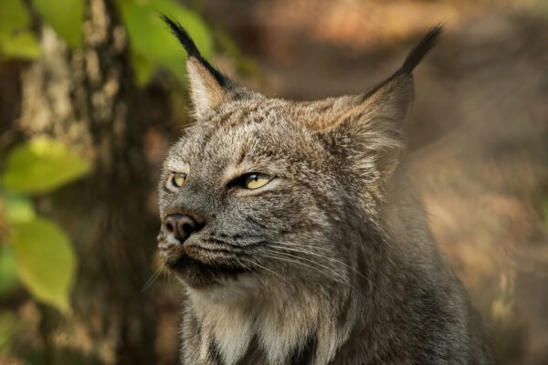 lynx cat