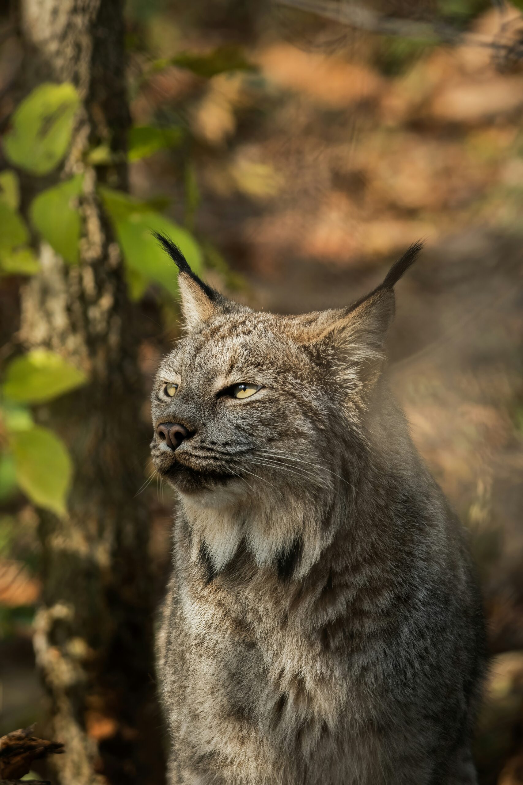 lynx cat