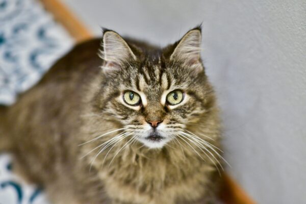 maine coon cat