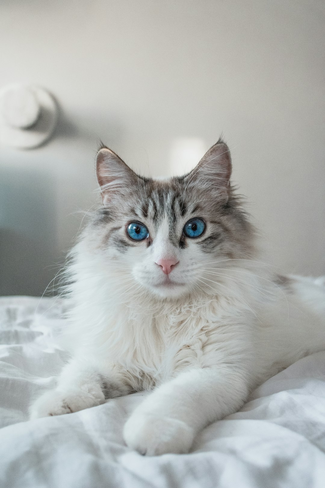 Maine Coon Cat Price: Understanding the Cost of This Beloved Breed