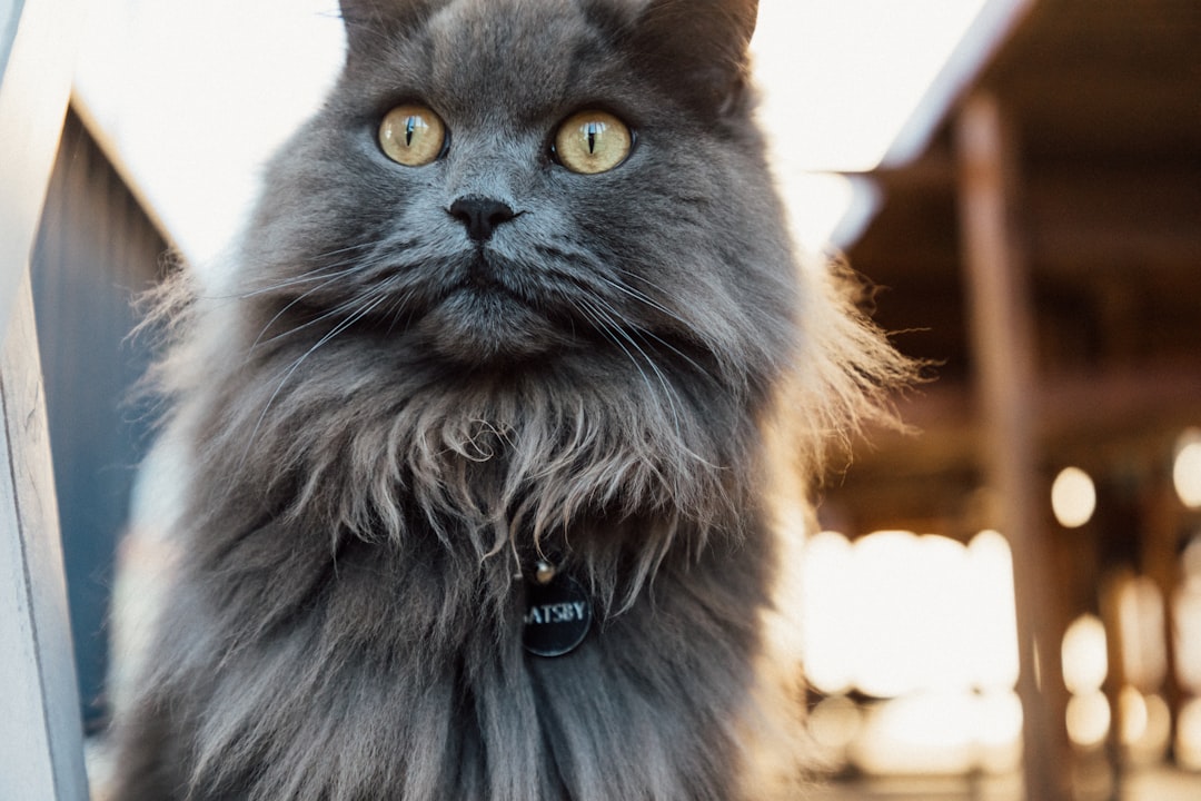 Maine Coon Cat Price