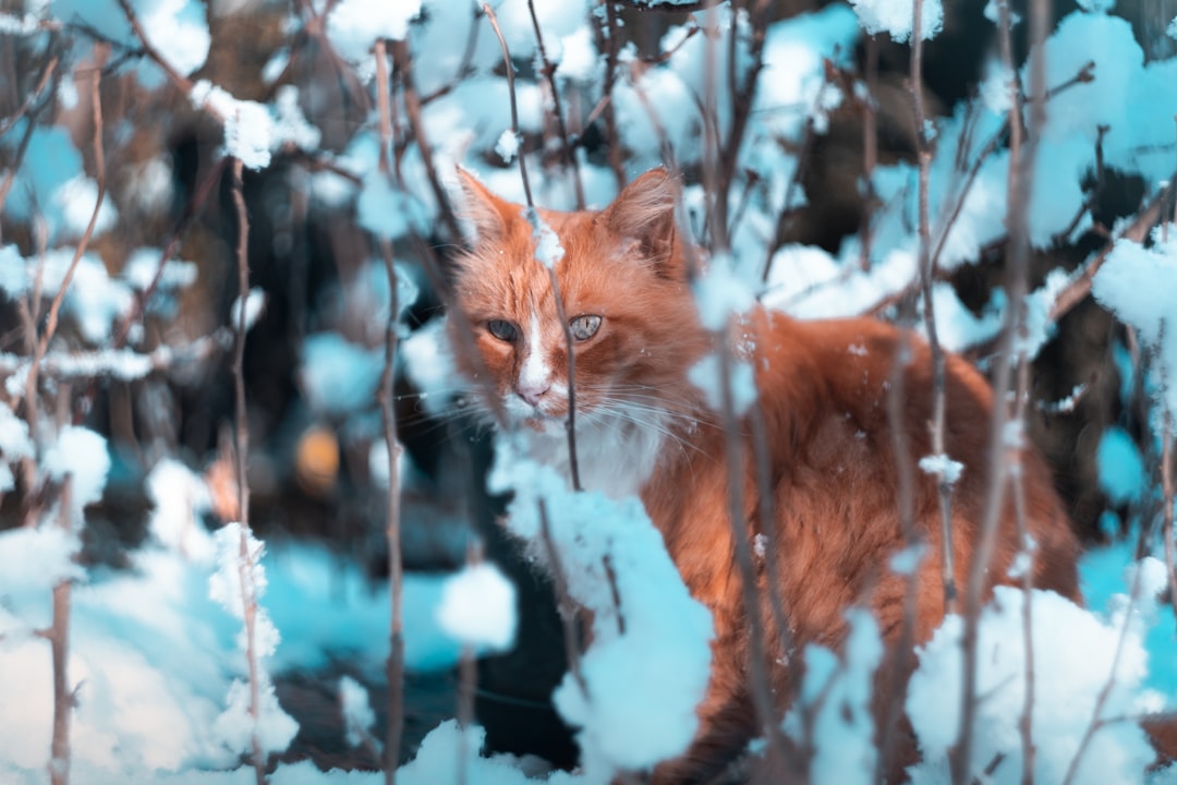 maine coon kittens near me