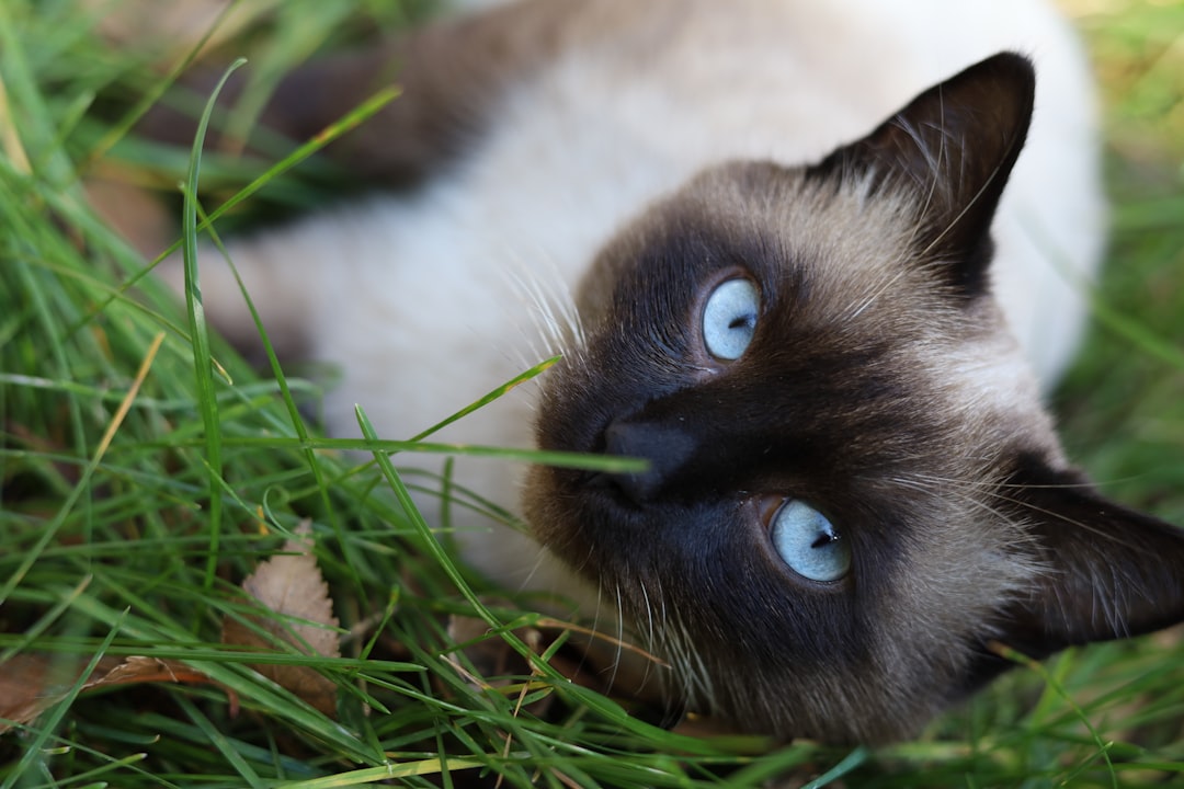 rodent ulcer cat