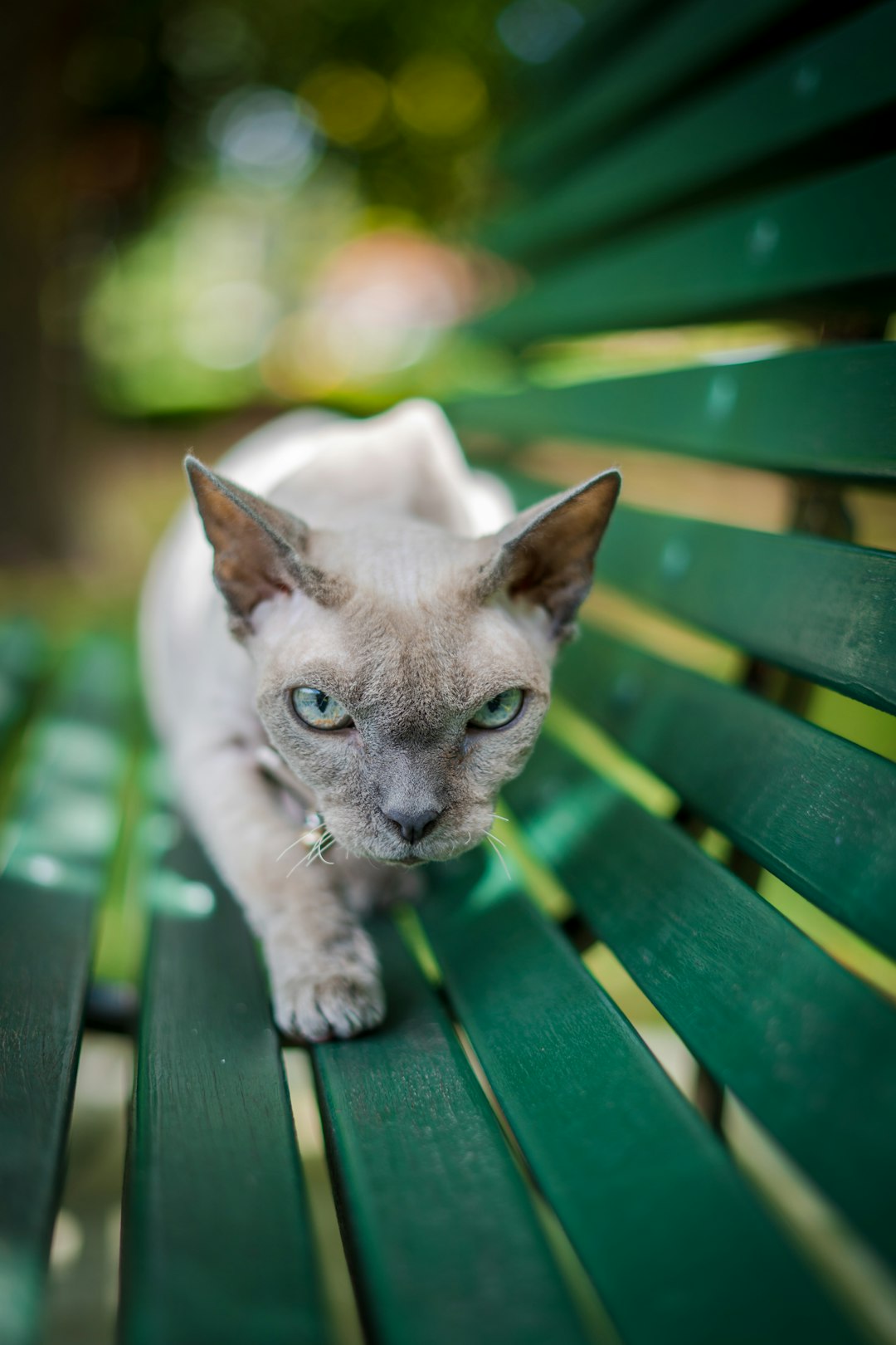 microchip cat feeder