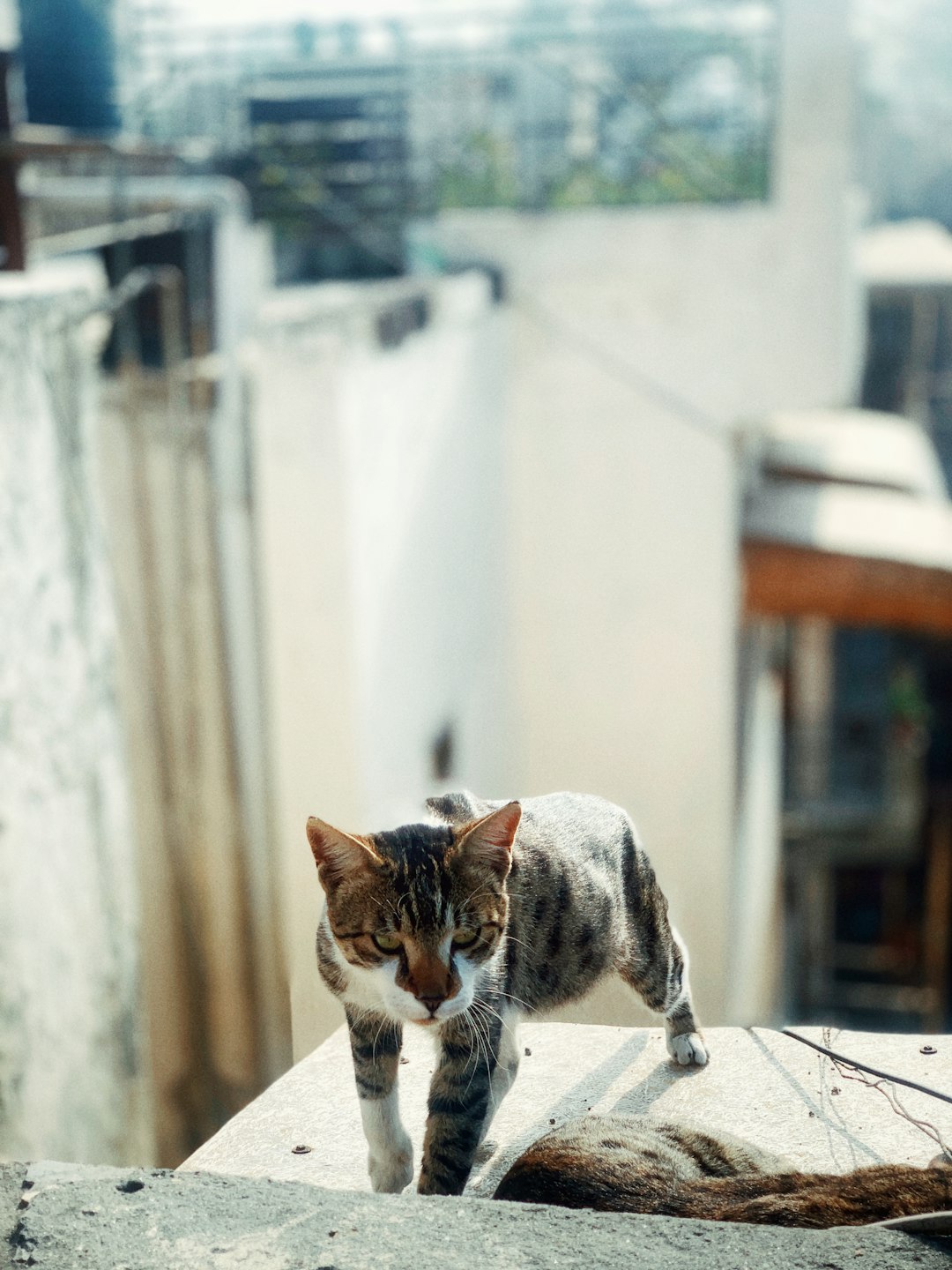 microchip cat feeder