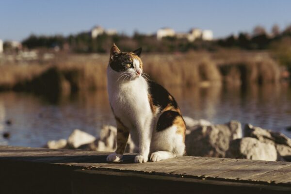 Microchip Cat Feeder: Ensuring Your Cat Eats the Right Amount