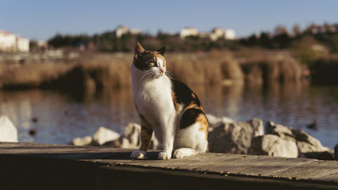 Microchip Cat Feeder: Ensuring Your Cat Eats the Right Amount