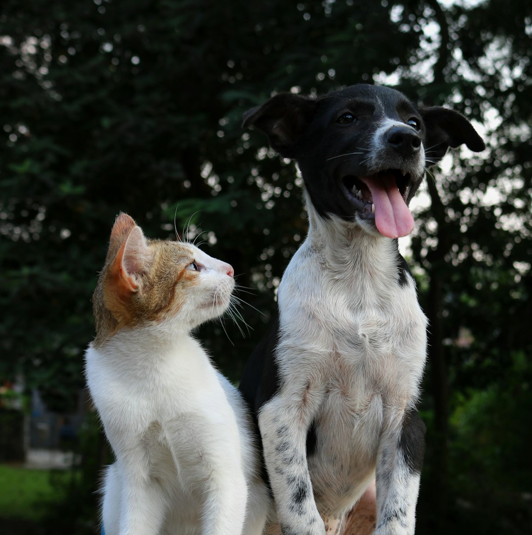 Munchkin Cat Lifespan: What to Expect from This Adorable Breed