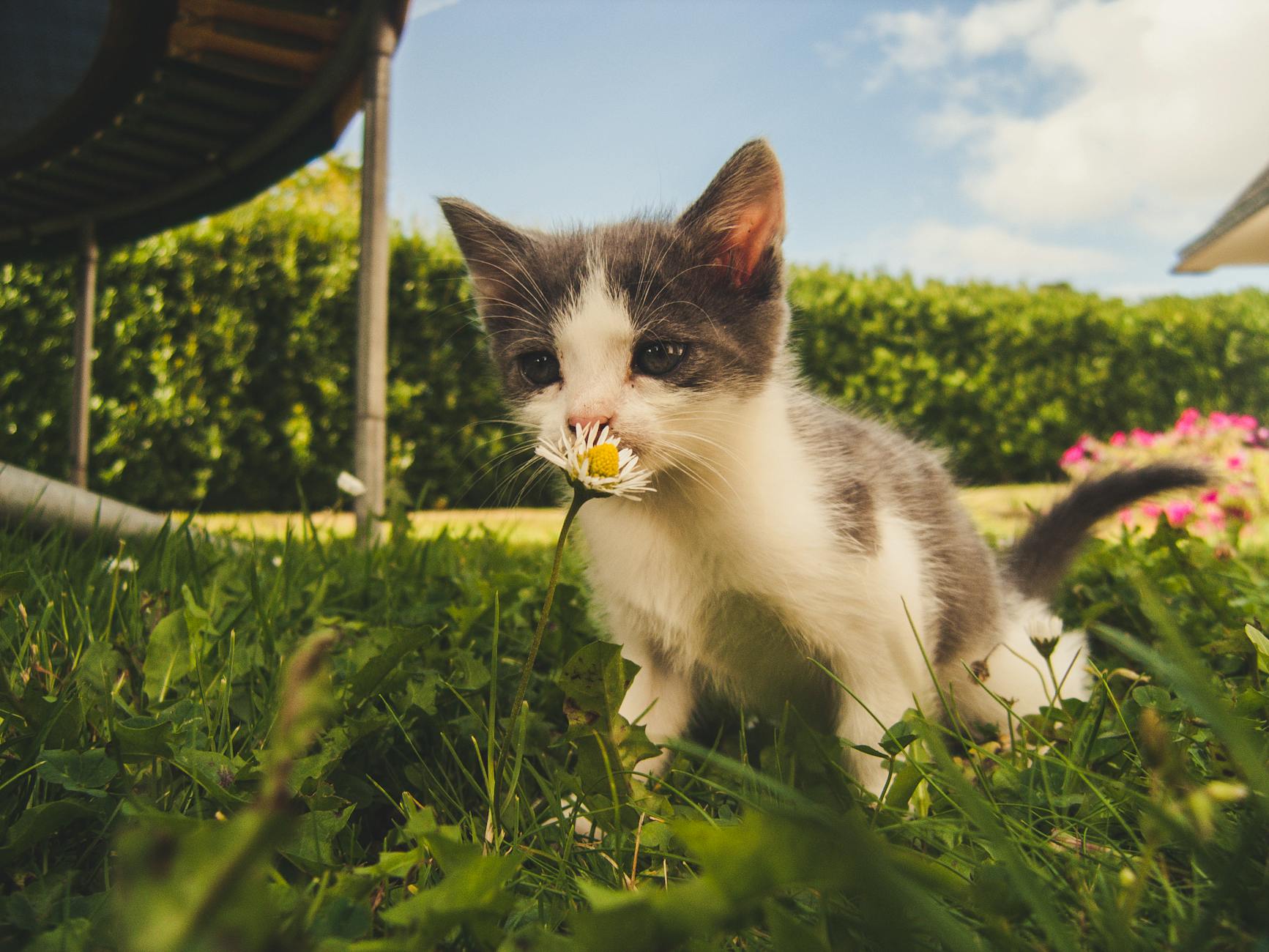 nail caps kitten