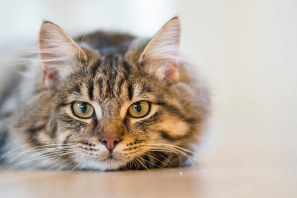 Nail Caps for Kittens: A Safe Alternative for Claw Management